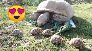 Baby Tortoises Meet Their Mom For the First Time!!!!
