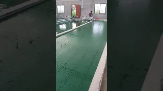 Indoor Spirulina Cultivation, Maharashtra India : +918275369998