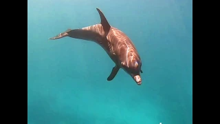 Shaab El Erg - Dolphin House - Red Sea - Blue Planet