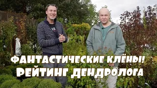 Уникальная коллекция клёнов. Хиты сезона!