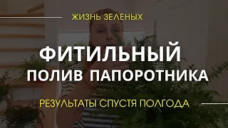 Папоротник нефролепис на фитильном поливе. Результаты полгода спустя. Ньюансы ухода за папоротником