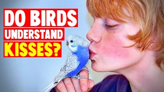 Do Birds Understand Hugs & Kisses?