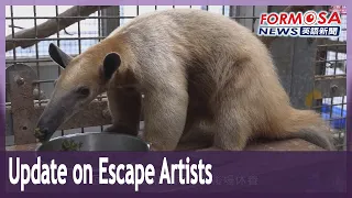 Taipei Zoo’s escape artists recovering well