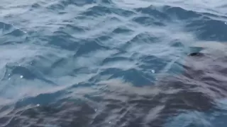 Grosser Hai vor der kroatischen Küste/ Huge shark in Croatia/ Grande tubarao na Croacia