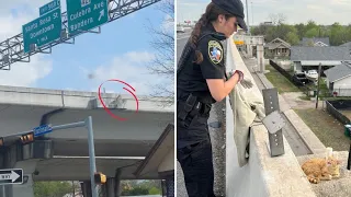 Cat Found Stuck On A Texas Highway Overpass Embarks On A Heartwarming Journey Home
