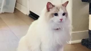 Super Fluffy SALT, Ragdoll Cat