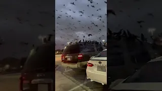 Birds Swoop Down on Vehicles in Parking Lot - 1294379