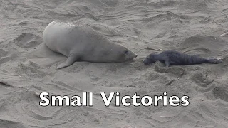 Small Victories (Reflections of Winter at Piedras Blancas- Episode 2)
