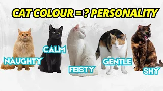 What does your cat color say about its personality?