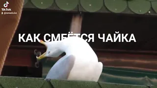 Как смеётся чайка ?😄