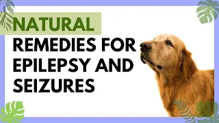 Natural remedies for epilepsy and seizures in dogs