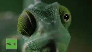 Chameleon Changing Color - Best Of Chameleons Changing Colors Compilation - Super Chameleon