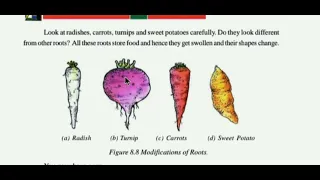 The structure and function of living organisms-1, Chapter-8(part-3), Subject-science, Class-6th