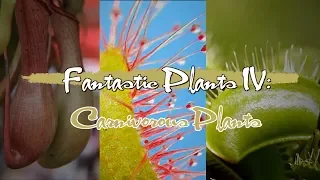 Fantastic Plants IV: Carnivorous Plants