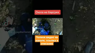 Охота на барсука , полное видео на канале, ссылка в описании