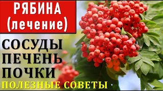 РЯБИНА обыкновенная для КРОВИ, ПЕЧЕНИ, СОСУДОВ, ПОЧЕК: польза, рецепты Мочегонные, лечебные свойства