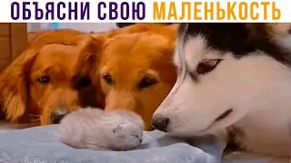 МАЛЕНЬКОСТЬ))) Приколы | Мемозг 832