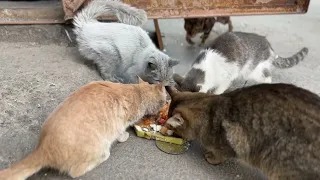 Ukraine Soldiers Feed Family Pets in Kharkiv After Neighborhood is Evacuated