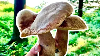 Giant Bolete, Grande Porcini - Mushroom Foraging | Pilze |