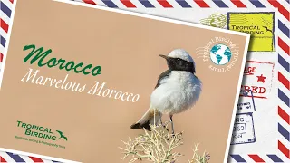 Tropical Birding Virtual Birding Tour of Morocco by Ken Behrens