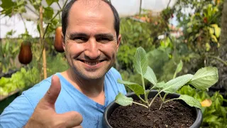 PLANTANDO COUVE NO VASO CORRETAMENTE