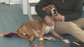 Severely emaciated stray dog receiving medical care after being found in Lorain