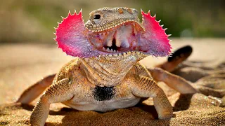 TOP 10 INCREÍBLES REPTILES QUE PARECEN DE CIENCIA FICCIÓN