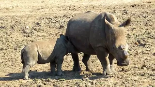 White Rhino calf trying to drink milk from its mother
