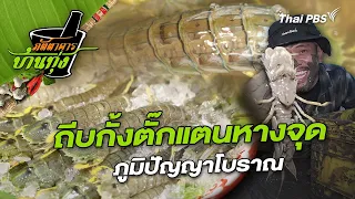 ถีบกั้งตั๊กแตนหางจุด | ภัตตาคารบ้านทุ่ง