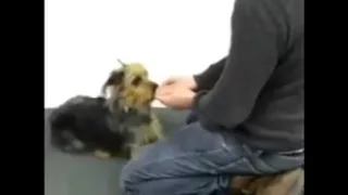 Dogs React to  Magic