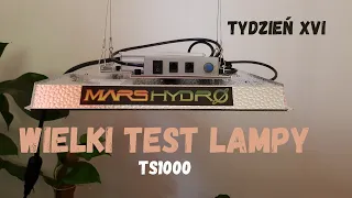 Wielki test lampy TS1000 tydzień XVI