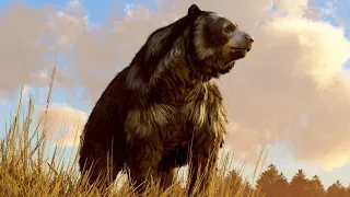 The Evolution of the Bear