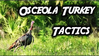 Talking Turkeys: Scouting and Calling Tactics for Hunting Osceola Turkeys (Swamp N Stomp ep. #53)