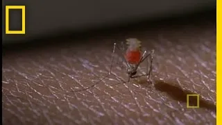 Mosquito Attack! | National Geographic