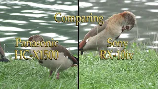 Sony RX10iv   vs   Panasonic HC X1500 Shoot Out