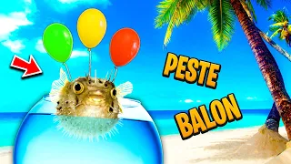 VIATA unui PESTISOR Balon! Scapa ?