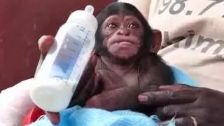 Adorable baby chimp at sanctuary almost falls asleep drinking bottle