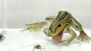 Frog ＆ Bombardier beetle