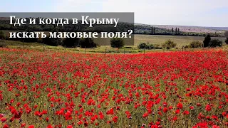 Отдыхающие рванули на МАКОВЫЕ ПОЛЯ. Где и когда в Крыму искать цветущие поля маков.