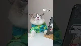 Cats make food 2022 That Little Puff Tiktok Compilation 538