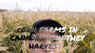 corn fields in canada, how they harvest