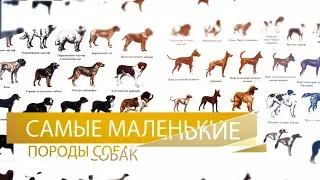 Самые маленькие породы собак в мире ( ТОП 10 )