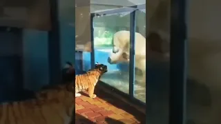 The tiger met the polar bear