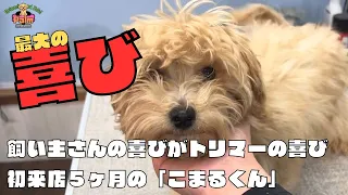 ５ヶ月の子犬マルプーを子犬トリミングで大変身！