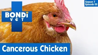 Chicken Diagnosed With Cancer 🐔 | Bondi Vet Season 7 Ep 2 | Bondi Vet Full Episodes