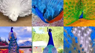 ##Our national bird Peacock .....## আমাদের জাতীয় পাখি ময়ূর।# video #Anu and suvo kitchen vlog...