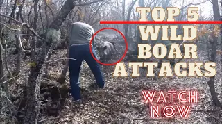 Top 5 Wild Boar Attacks | Wild Animal Attacks Close Call Compilation