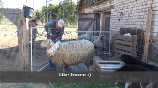 Sheep shearing in our homestead.