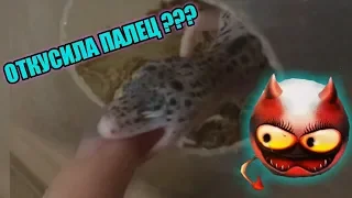 ЭУБЛЕФАР УКУСИЛ ЗА ПАЛЕЦ ???