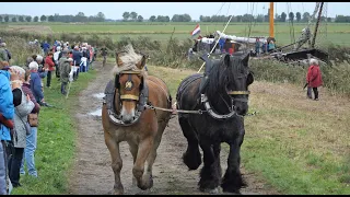 Horses pull boats on the Steenbergse Vliet in the Netherlands